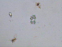 Image of Chroococcus limneticus