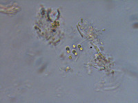 Chroococcus minimus image