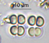 Image of Chroococcus minutus