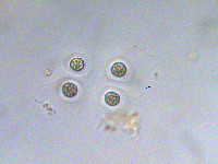 Image of Chroococcus prescottii