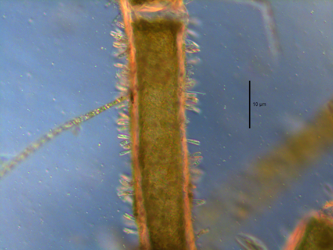 Cladophoraceae image