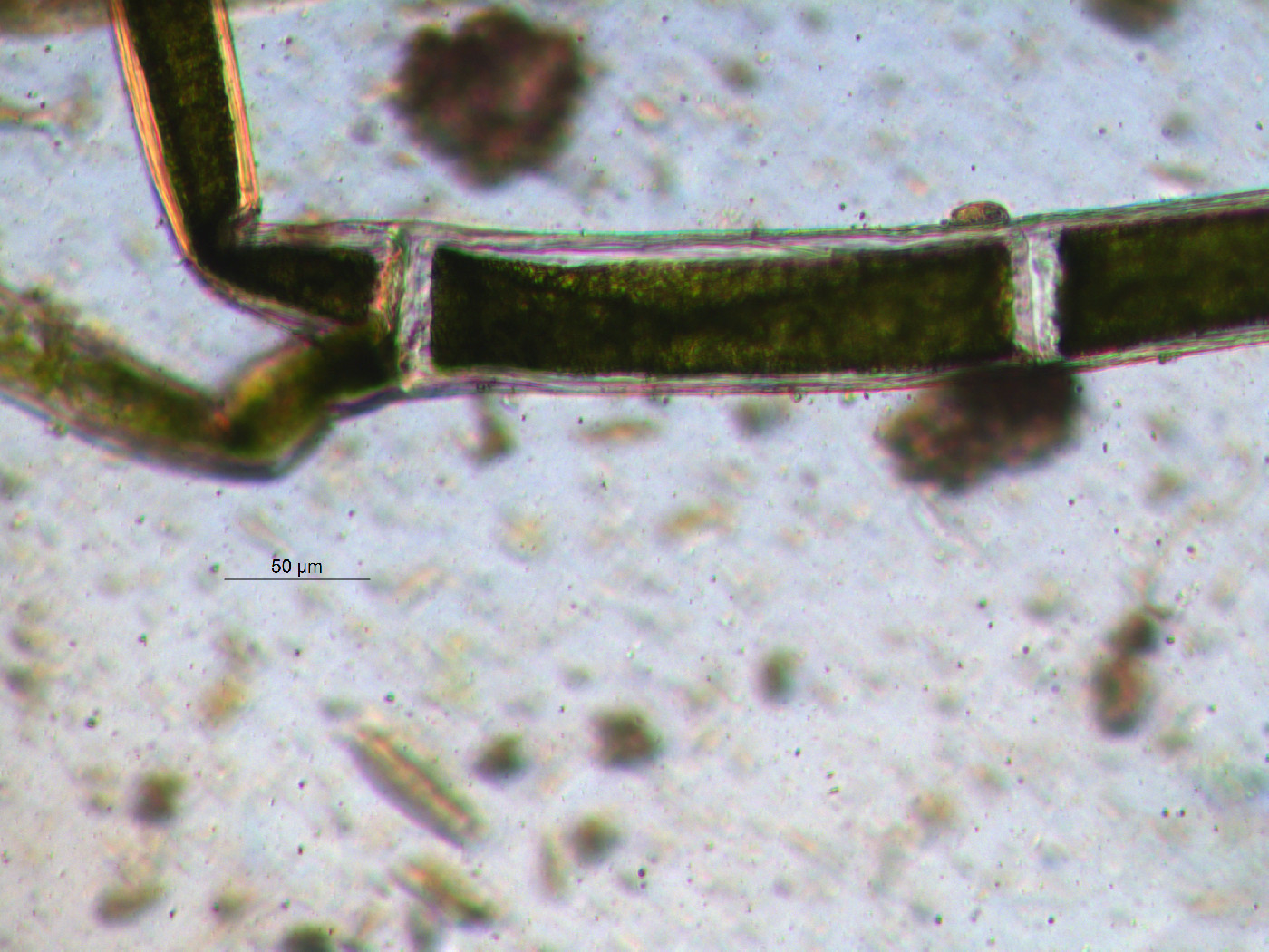 Cladophora glomerata image