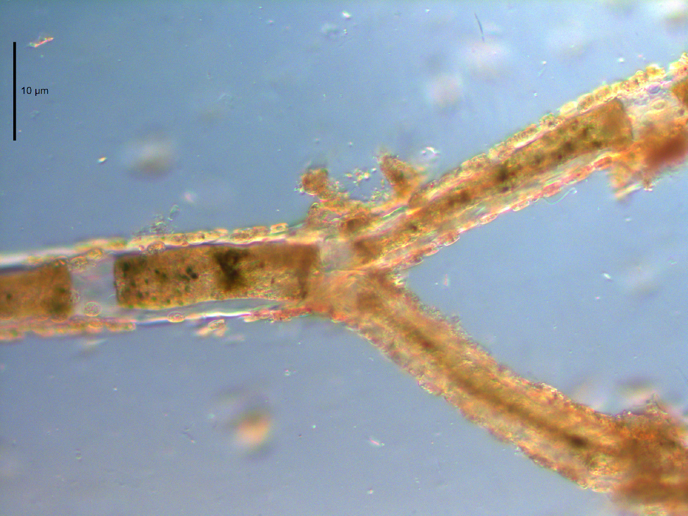 Cladophora glomerata image