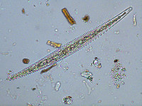 Closterium acerosum image