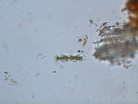 Closterium closteroides image