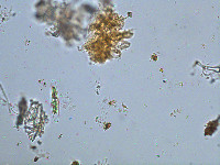 Closterium navicula image