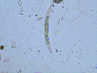 Image of Closterium pritchardianum