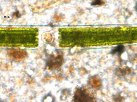 Closterium acerosum image