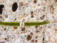 Image of Closterium acerosum