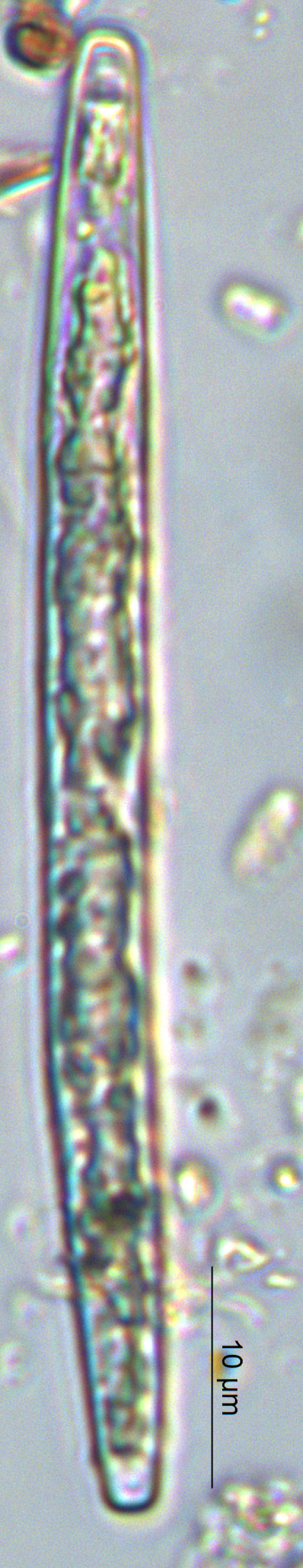 Closterium cornu image