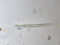 Image of Closterium cornu