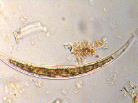 Closterium dianae image