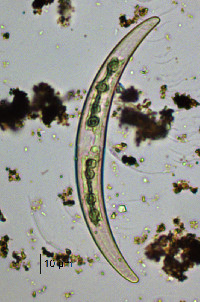 Closterium dianae image