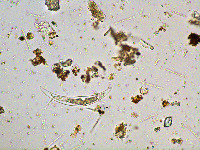 Closterium dianae image
