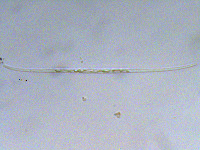Closterium gracile image
