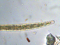 Closterium intermedium image