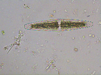 Closterium closteroides image