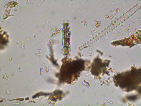 Closterium closteroides image