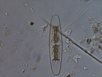 Closterium closteroides image