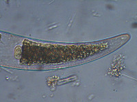 Closterium moniliferum image