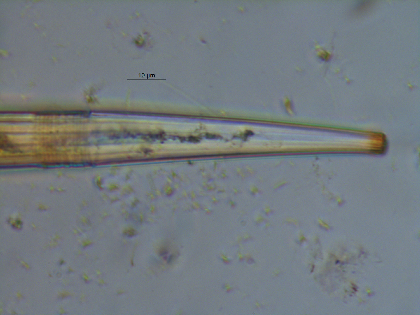 Closterium abruptum image