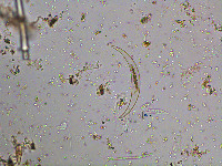 Closterium parvulum image