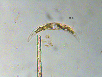 Closterium parvulum image