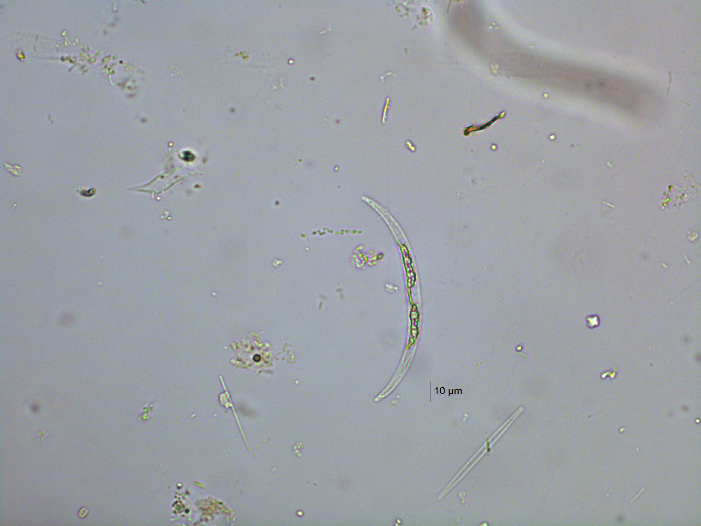 Closterium parvulum image