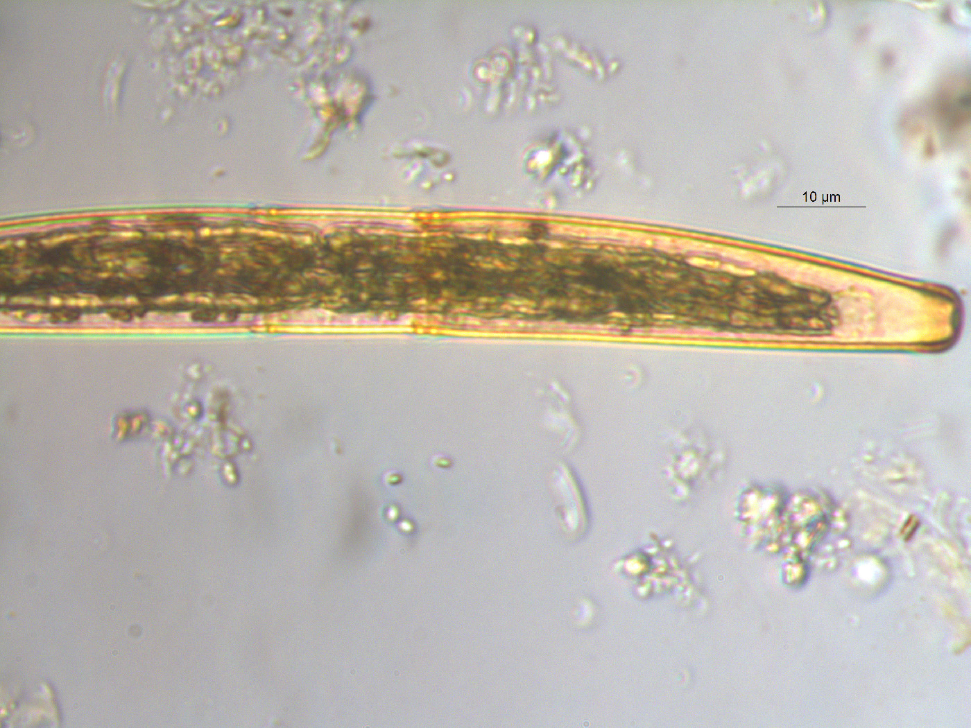 Closterium striolatum image