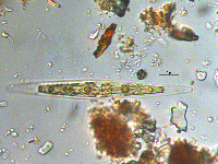 Image of Closterium nylandicum