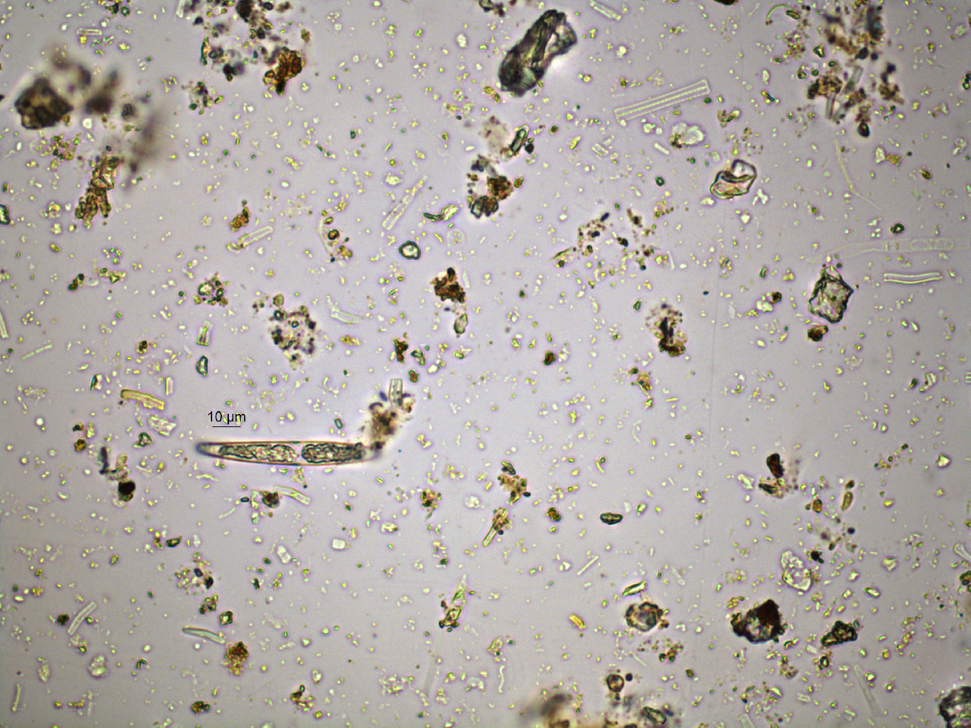 Closterium nylandicum image