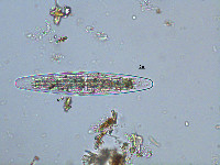 Image of Closterium closteroides