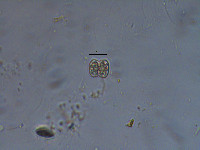 Cosmarium asphaerosporum image