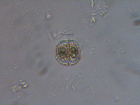 Cosmarium circulare image