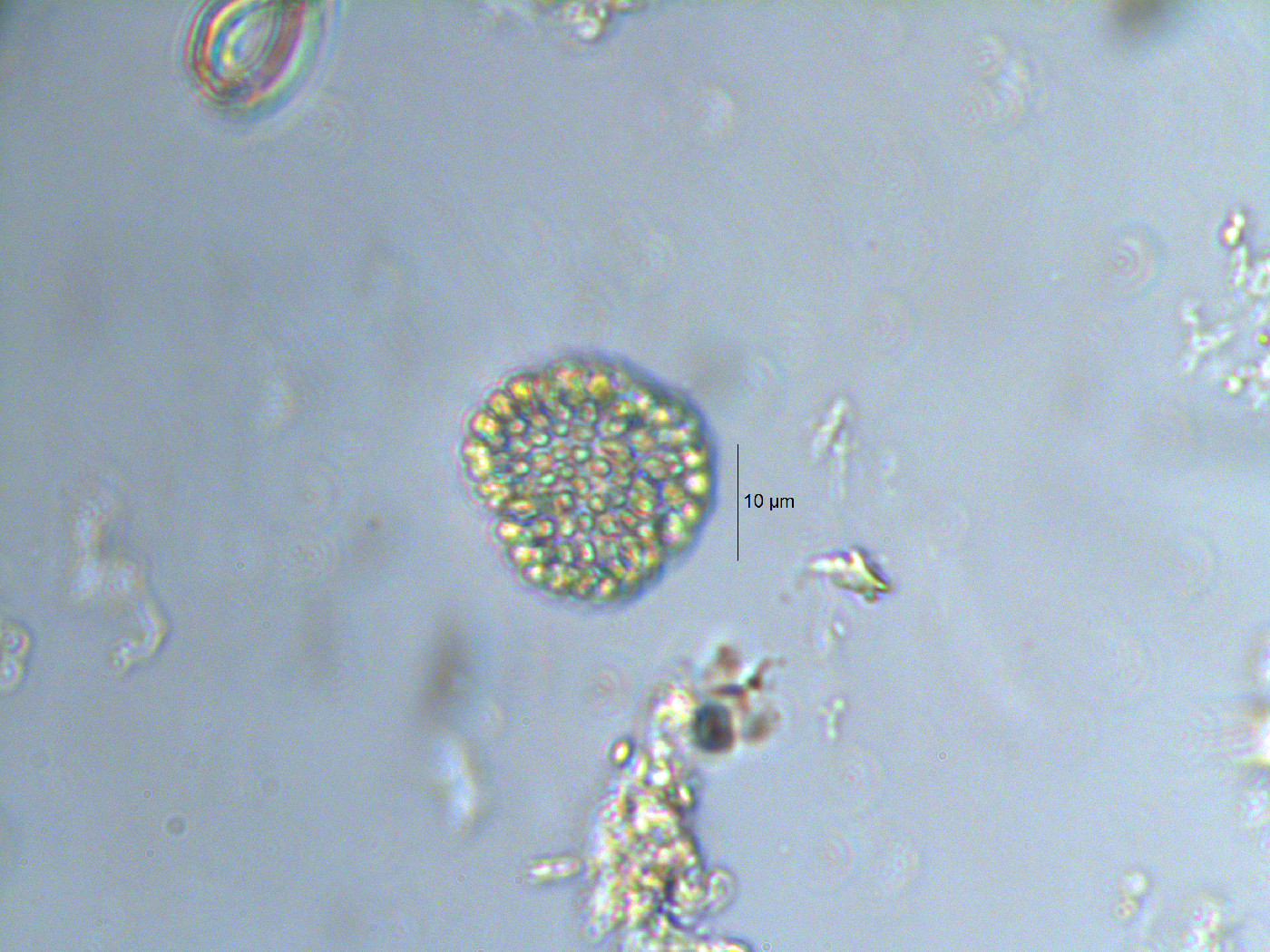 Coelosphaerium pallidum image