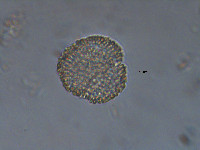 Coelosphaerium pallidum image