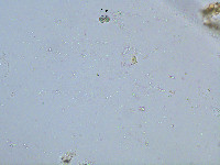Cosmarium angulosum f. rotundatum image
