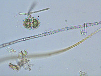 Cosmarium ligoniforme image