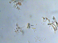 Cosmarium angulosum image