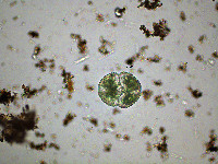 Cosmarium botrytis image