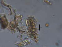 Cosmarium contractum image