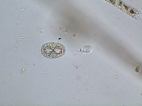 Cosmarium microsphinctum image