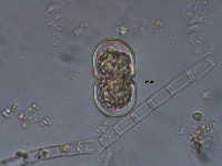 Cosmarium microsphinctum image