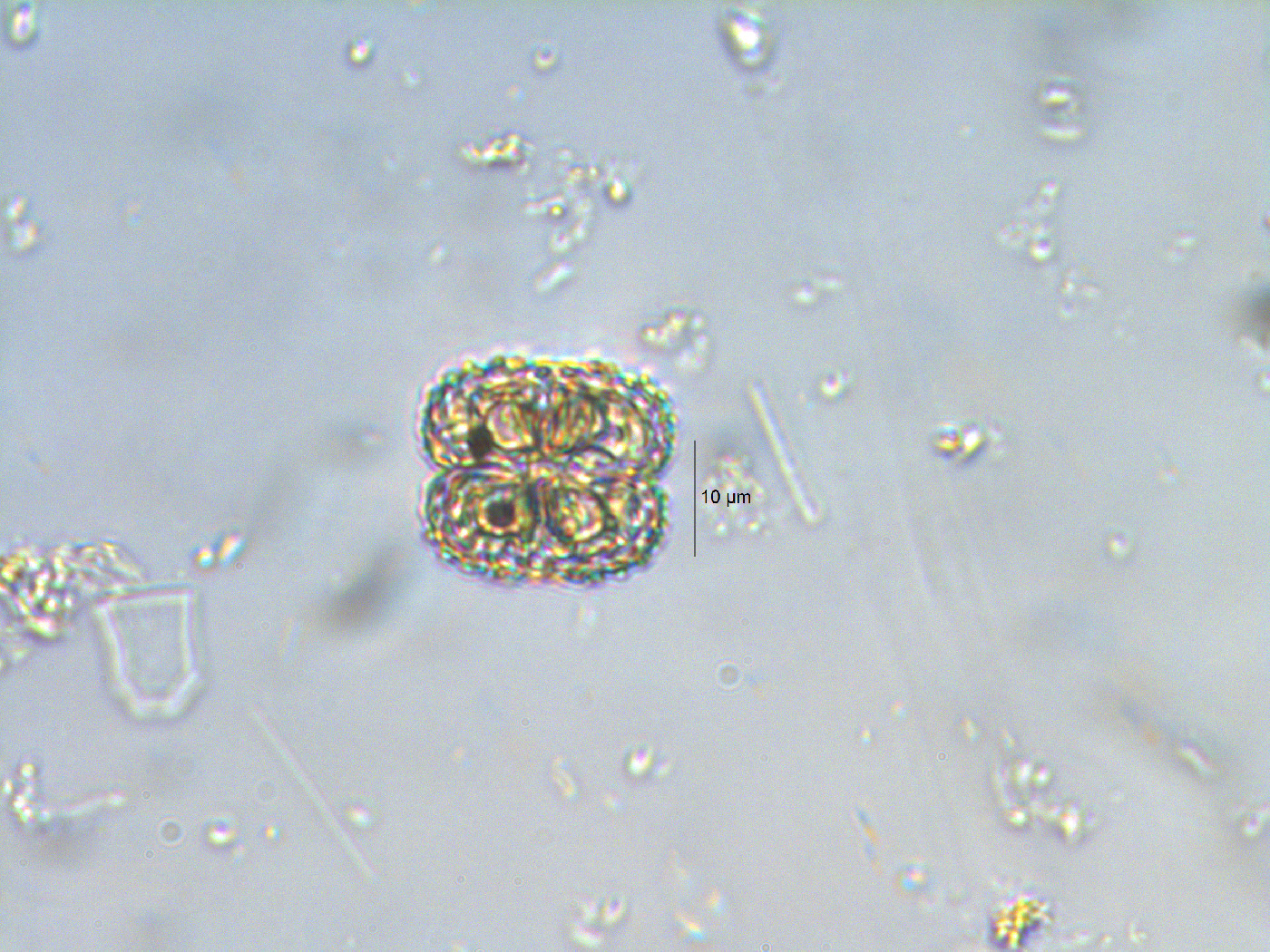 Cosmarium ornatum image