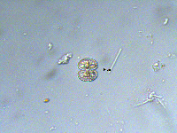 Cosmarium phaseolus image