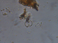 Image of Cosmarium phaseolus