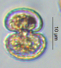 Cosmarium phaseolus image