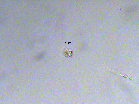 Cosmarium tinctum var. succisum image