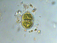 Image of Cosmarium transitorium