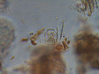 Cosmarium trilobulatum image